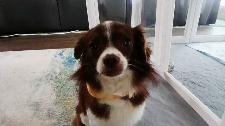 Help Train Eris as Christina’s Service Dog campaign photo, 1 of 4