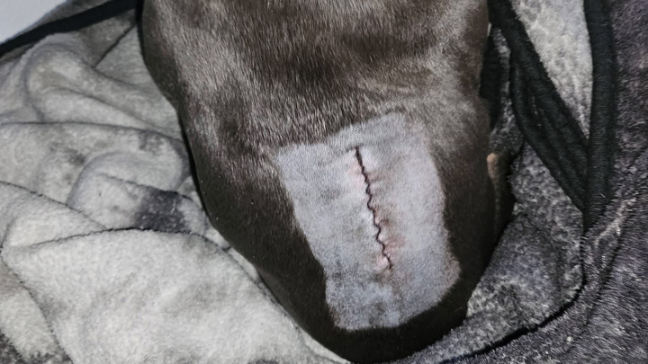 Emergency Vet Care for Bear — Fighting to Walk Again campaign photo, 1 of 8