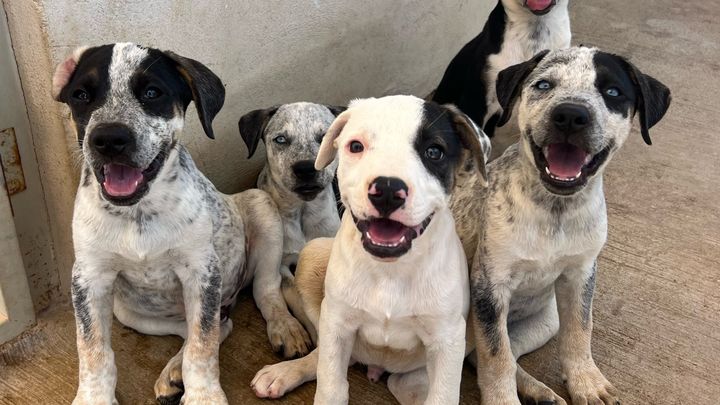 Cerritos Beach Dogs: Help Us Build Our Forever Home campaign photo, 1 of 5