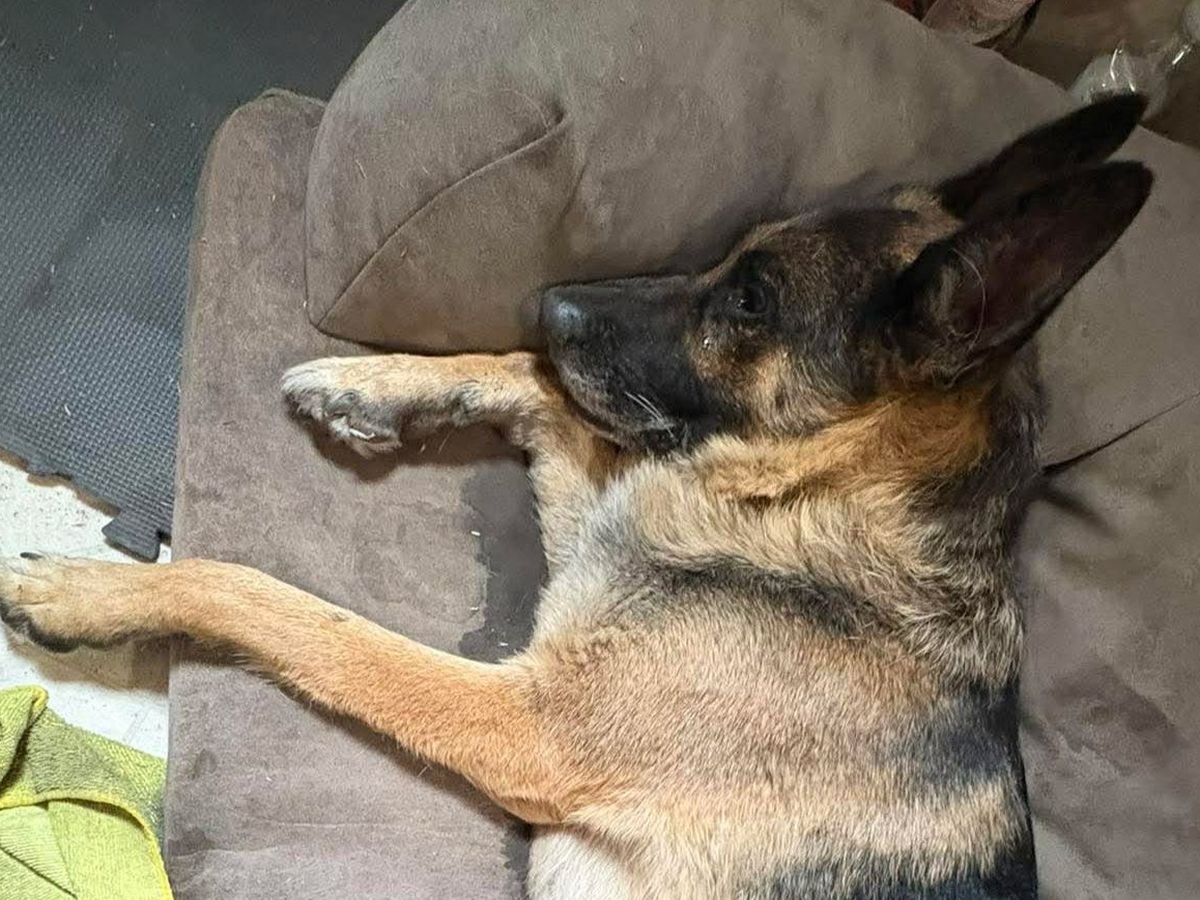 Help Sienna Get Life-Saving Surgery Tomorrow campaign photo, 1 of 5