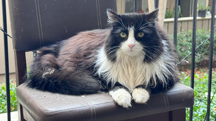 Help Toki Recover from Emergency Kidney Crisis campaign photo, 1 of 8