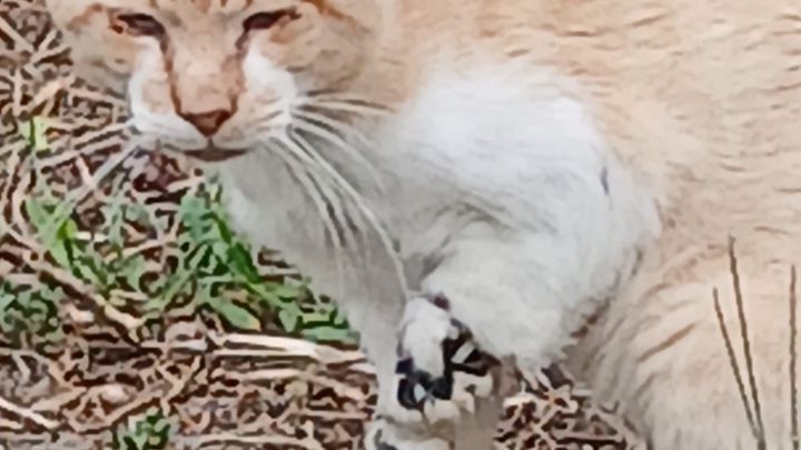 Urgent appeal to help an injured Cat campaign photo, 1 of 6