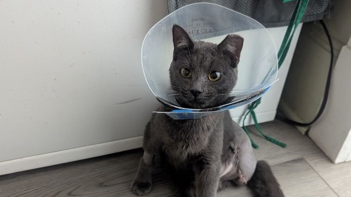 Help Corduroy and Lafayette Heal After Dog Attack campaign photo, 1 of 8