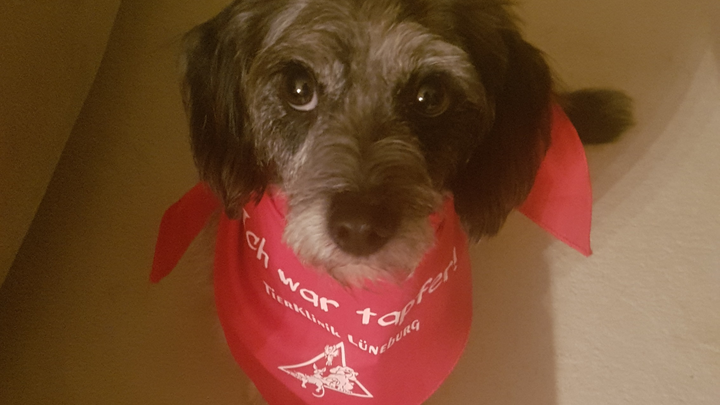 Therapiehund campaign photo, 1 of 3