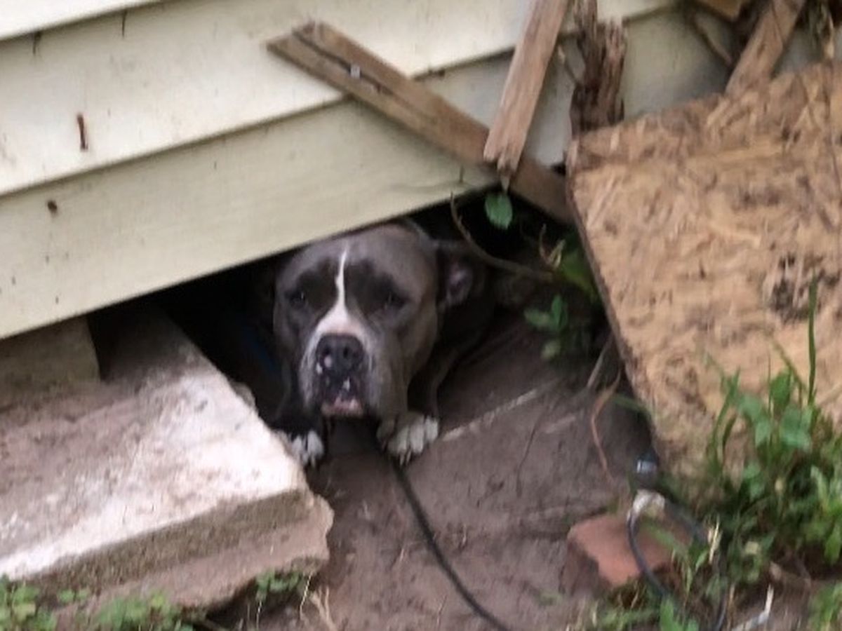 Fundraiser by Dora Benczik : Help Us Rescue an Abandoned Pit Bull