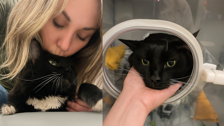 RIP Lunar: Emergency Vet Bills Assistance campaign photo, 1 of 6