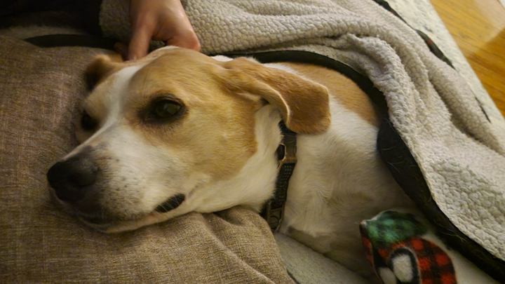Harleys Vet bills campaign photo, 1 of 6