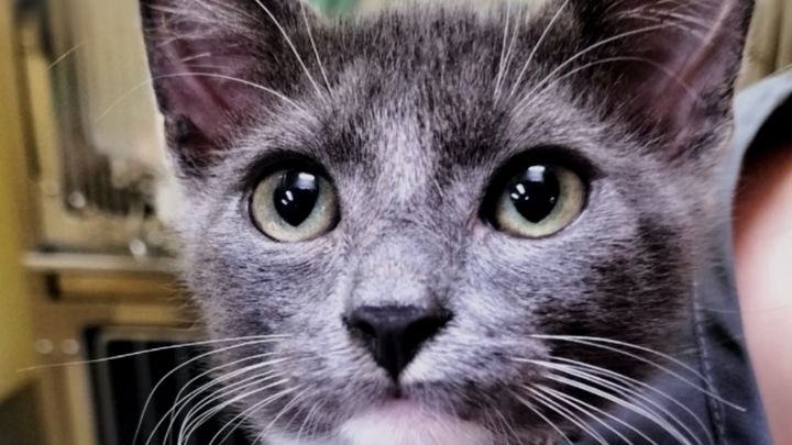 Urgent Surgery Needed to Save My Cat’s Life campaign photo, 1 of 7
