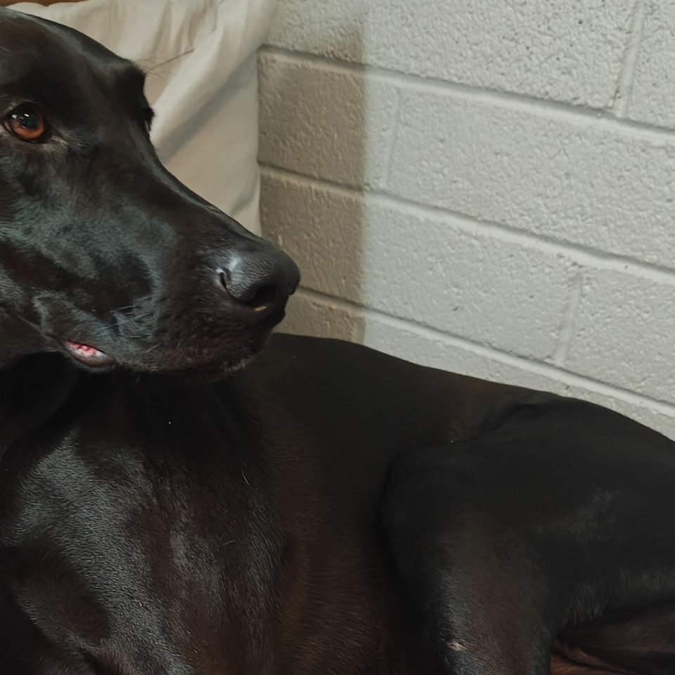 Help Save Roxy from Bone Cancer