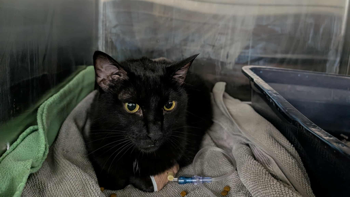 Support Salem's Fight Against FIP campaign photo, 1 of 8