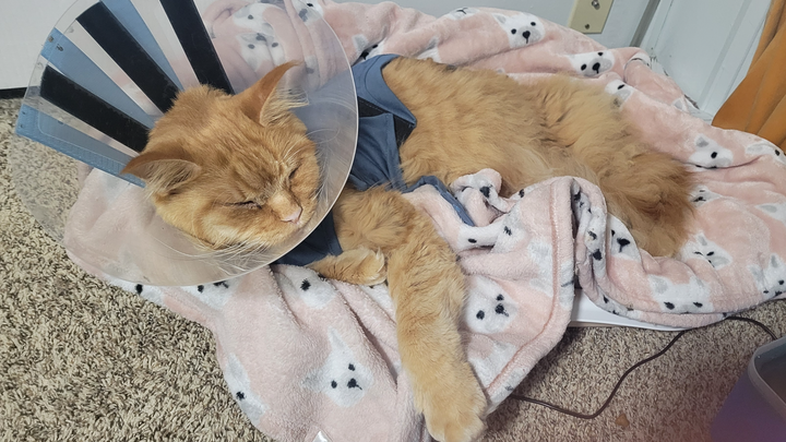 Edward Sheeran’s Emergency Tour: The Vet Bill Sessions campaign photo, 1 of 8