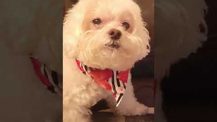 Save Ellie my service dog: Needs URGENT care video thumbnail, 1 of 7