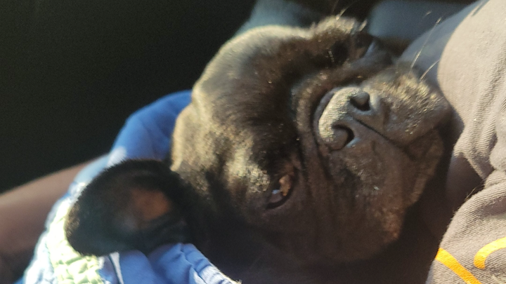 Support Roxi's Urgent Neurological Care campaign photo, 1 of 7