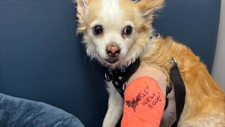 Help Little Finn Get His MRI and Heal campaign photo, 1 of 5