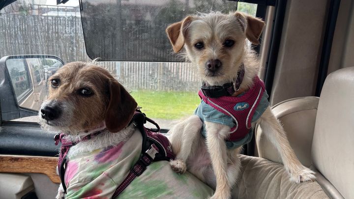 Shell Pa Dogs Fundraiser by Michelle Hamilton : Help Shell and Her Dogs Find a New ...
