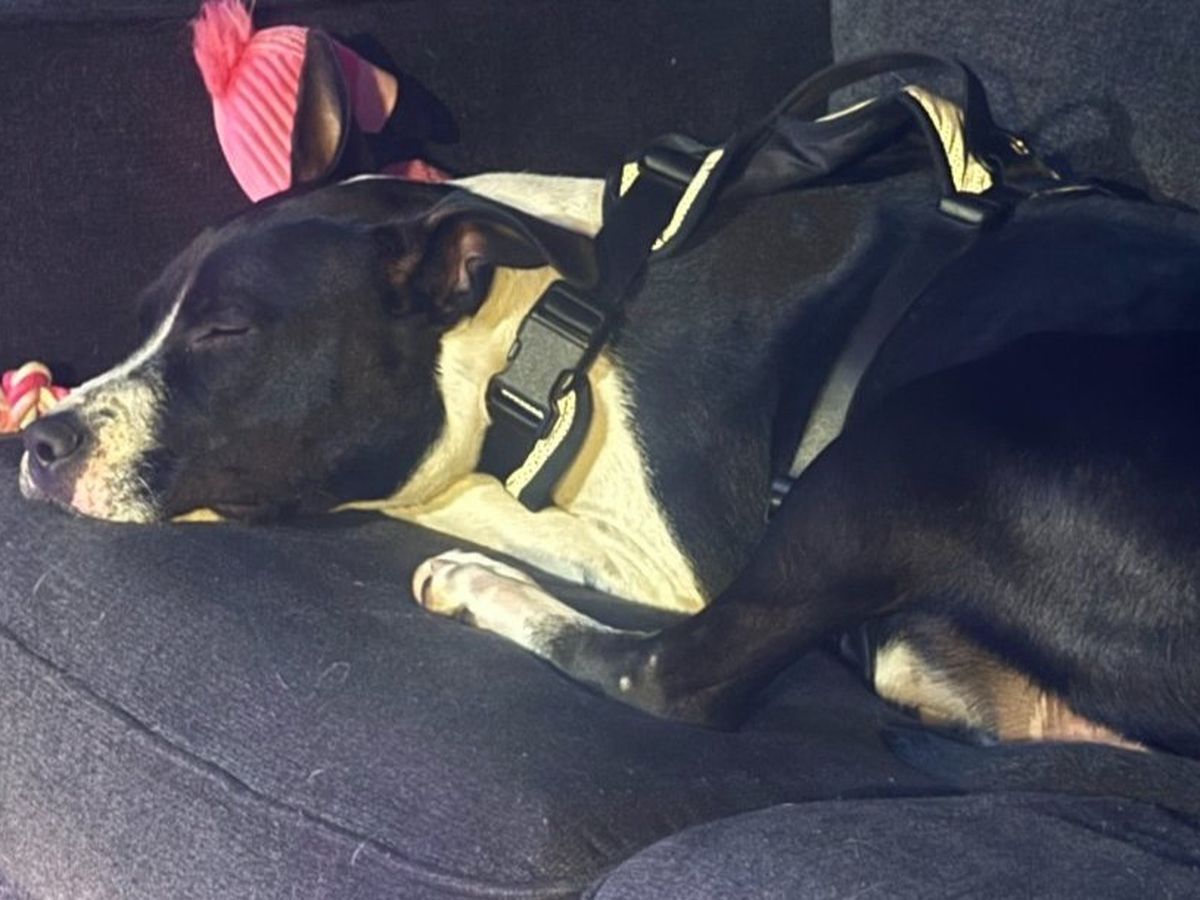 Help Us Help Minnie Have The Best Life campaign photo, 1 of 8