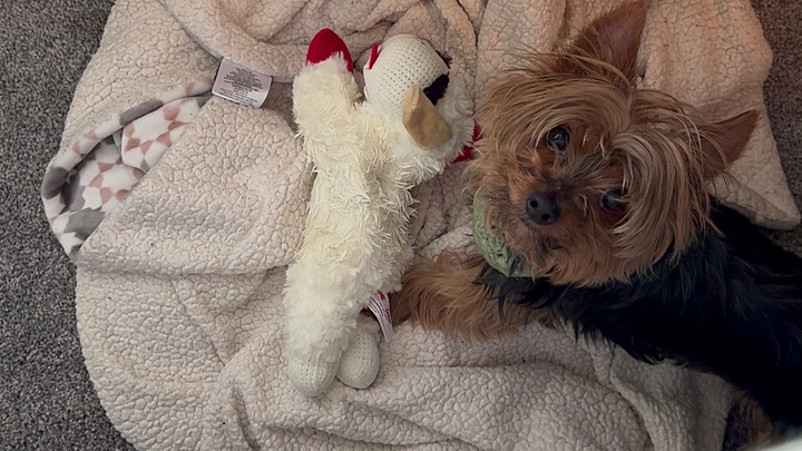 Support Hudson’s Urgent ACL Surgery campaign photo, 1 of 7