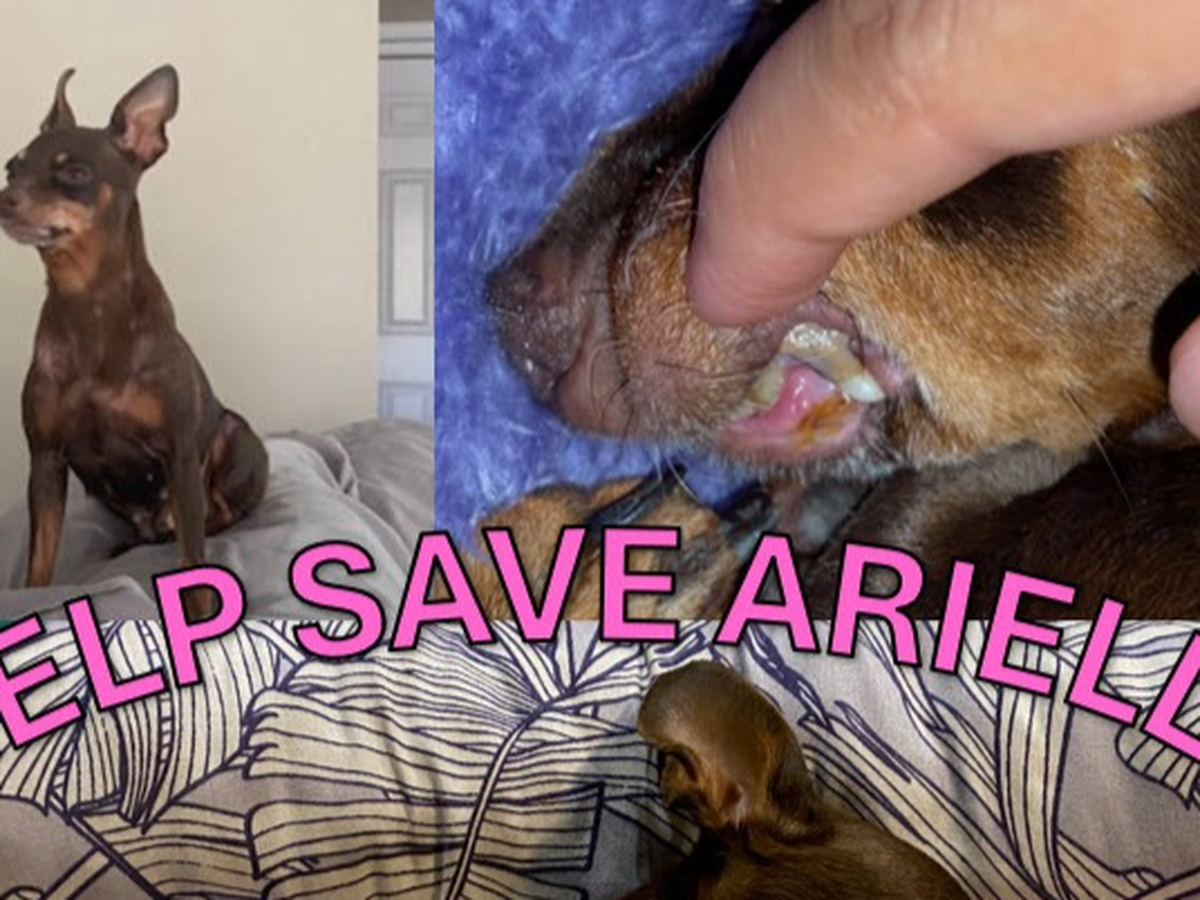 Help Save Arielle: A Little Dog in Need of Surgery campaign photo, 1 of 5