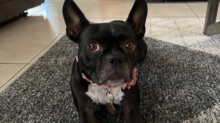 Please help support Lumi's Life-Saving Treatment campaign photo, 1 of 8