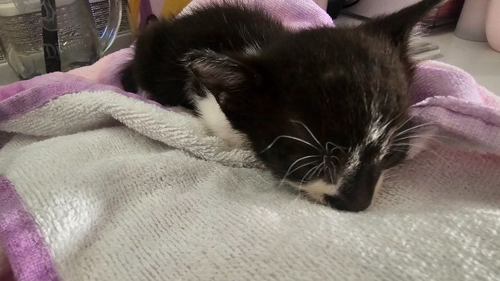 Venus and Her Siblings Need Care From Our Community campaign photo, 1 of 3