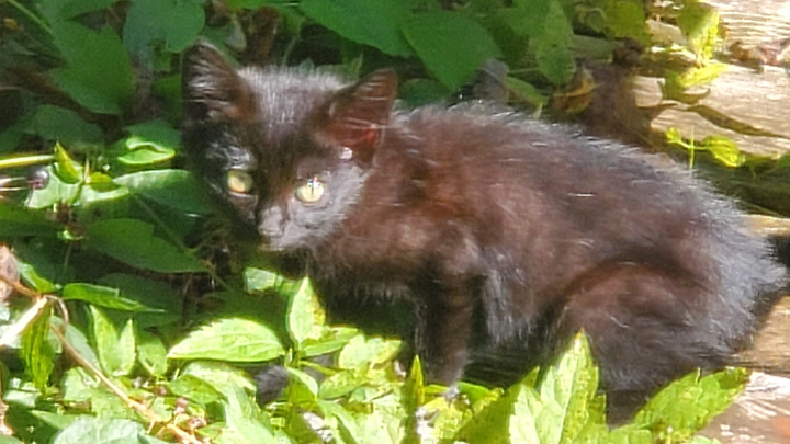 Help Me Give Four Feral Cats a Safer, Healthier Life campaign photo, 1 of 3