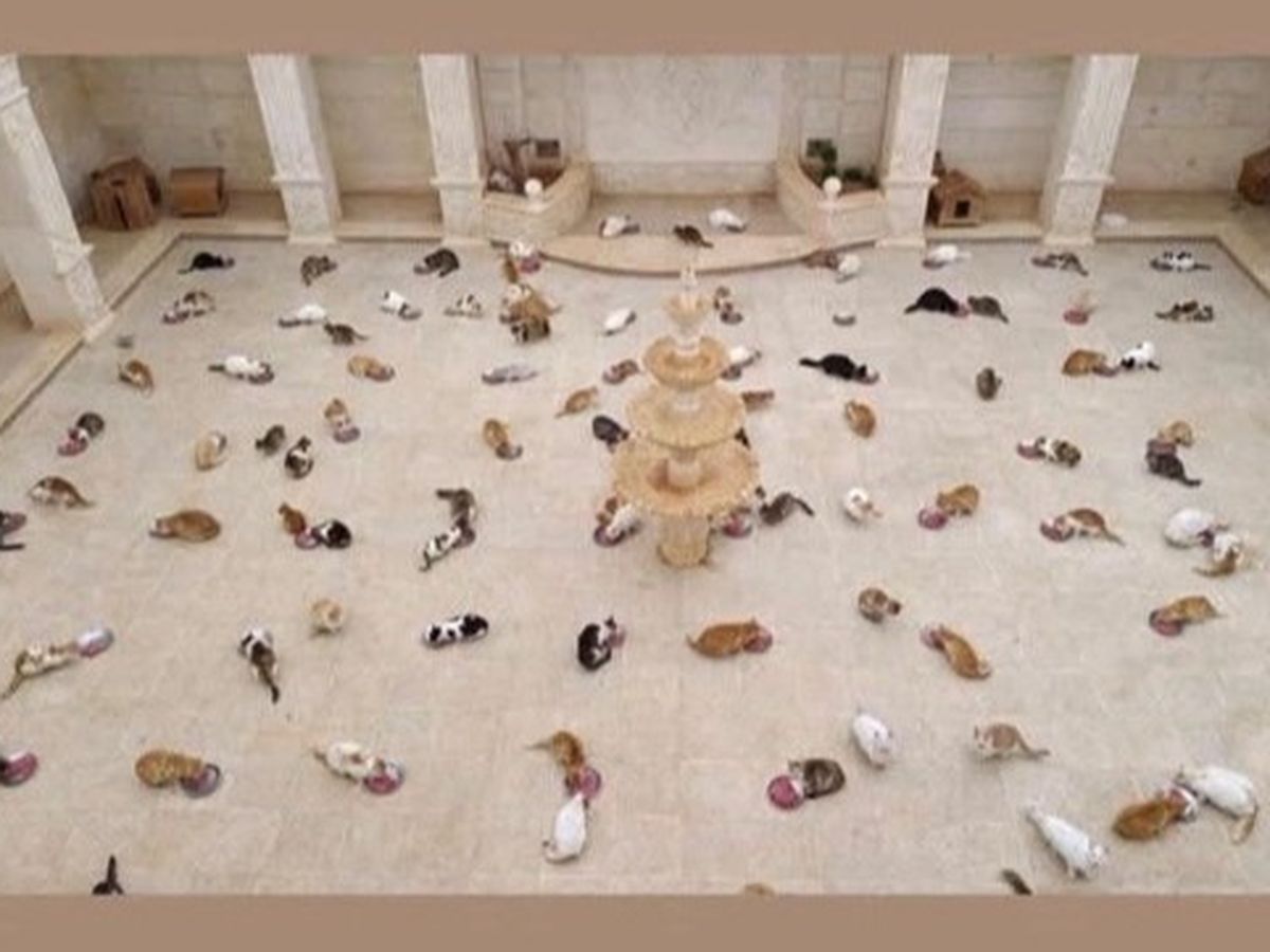 Immagine principale della raccolta fondi