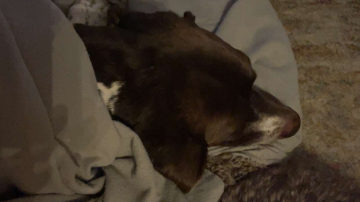 Help Danielle and Yogi Heal After Vicious Dog Attack campaign photo, 1 of 8