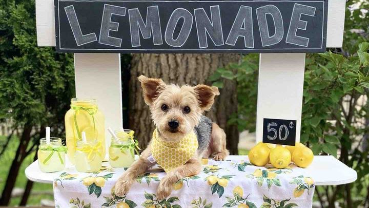 Bronx’s Lemonade Stand campaign photo, 1 of 3
