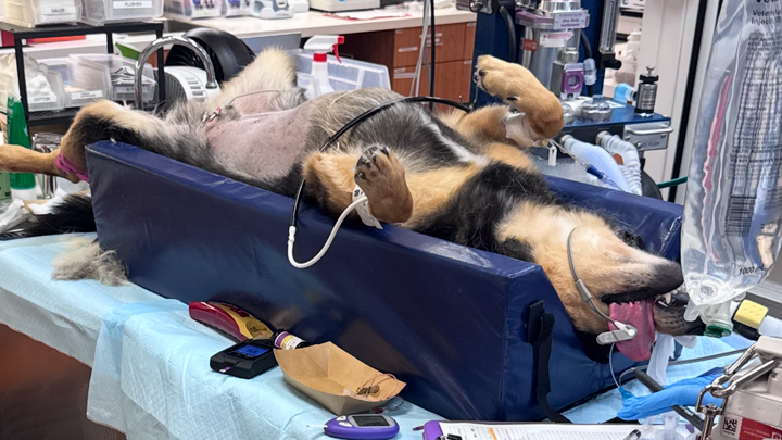 Sam's Emergency Vet Fund Needs You campaign photo, 1 of 8