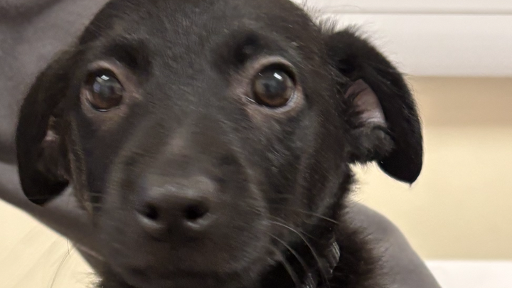 Help Kai the puppy for RIP campaign photo, 1 of 5