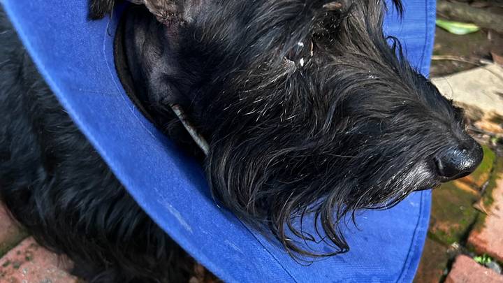 Help Logan Recover After Dog Attack campaign photo, 1 of 8