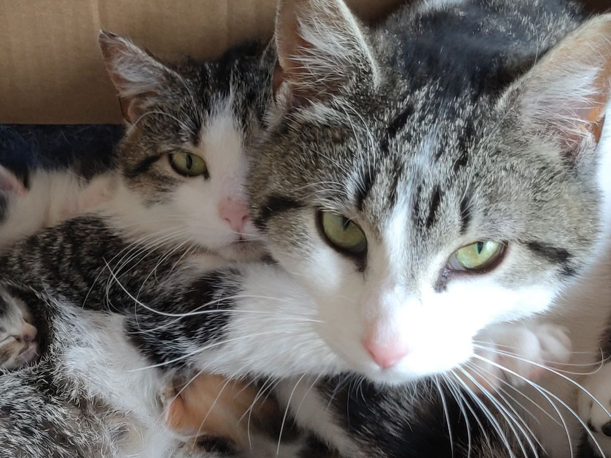 Fundraiser by Lisa Morales : Help Moon Lake's Stray Cats: TNR & Care
