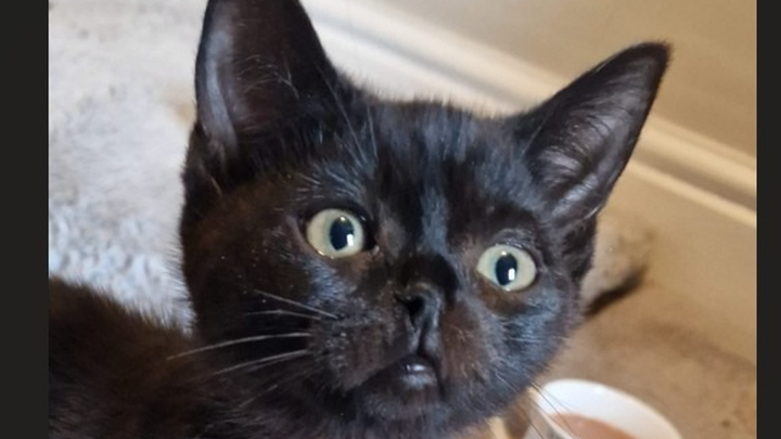 'Nostrildamus' - The kitten with one nostril campaign photo, 1 of 7