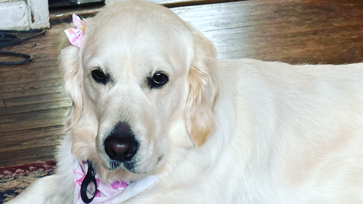 Help Kitana Get Life-Saving Surgery campaign photo, 1 of 3