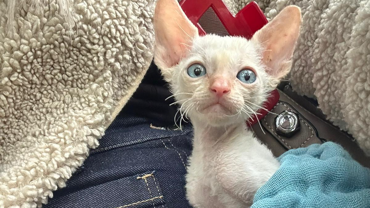 Kampagnen-Foto für Geschichte der Kitten Akira, 1 von 6