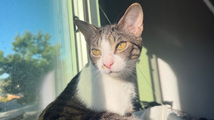 Help Bart Get Life-Saving Vet Care campaign photo, 1 of 8