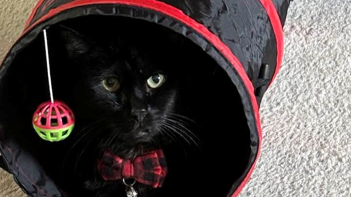 Help Forman Heal and Purr Again ❤️ campaign photo, 1 of 4