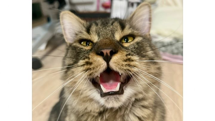 Help Charlie get the care he deserves campaign photo, 1 of 7
