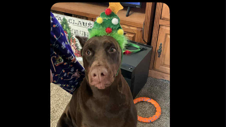 Our fur princess ARIA the Doberman EMERGENCY surgery campaign photo, 1 of 8