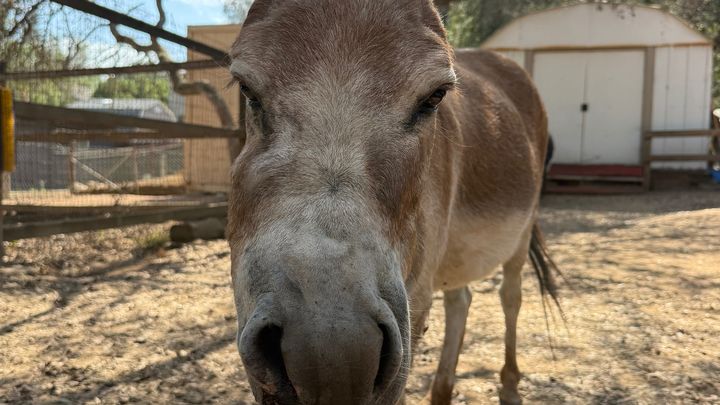 Help Save Sienna the Miniature Donkey campaign photo, 1 of 8