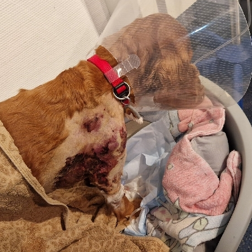 Tierklinikrechnung gequälte Hündin Ella