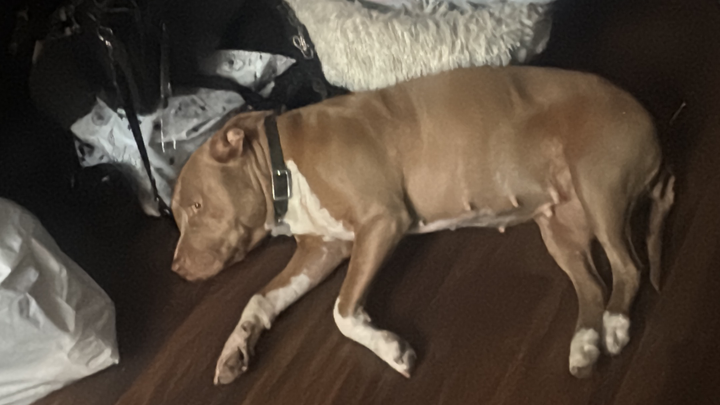 Save Coqueta: Emergency Surgery Needed campaign photo, 1 of 6