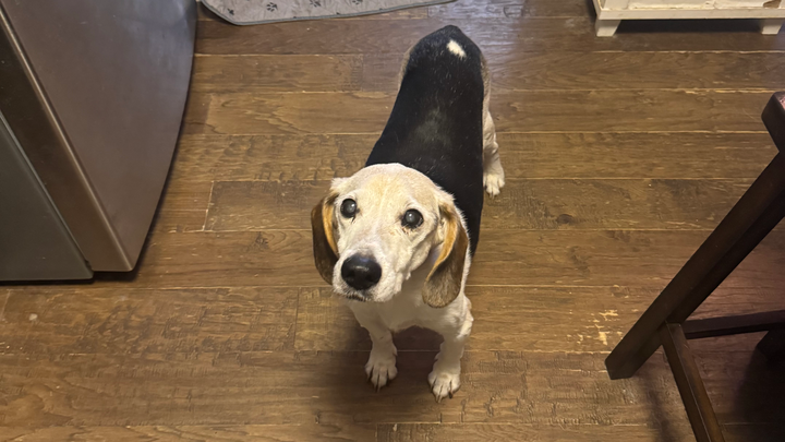 Help save Herbie’s life campaign photo, 1 of 5