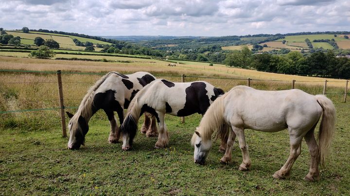 Hay for horses and ponies campaign photo, 1 of 3