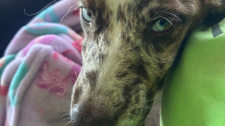 Clover, 9 month old puppy-deserves to survive parvo campaign photo, 1 of 6