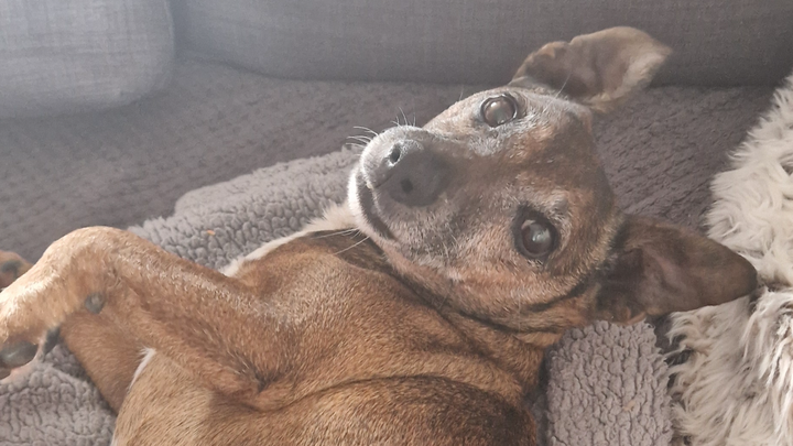 please Donate to help with vet bills and medication. campaign photo, 1 of 3