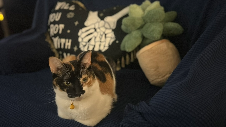Help Poppy Get the Medical Care She Needs campaign photo, 1 of 8