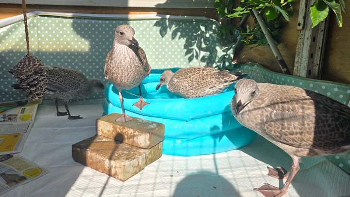 North Wales Wild Bird Care campaign photo, 1 of 4