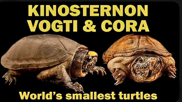 Saving the World's Smallest Mud Turtles: The Last Stand for campaign photo, 1 of 5