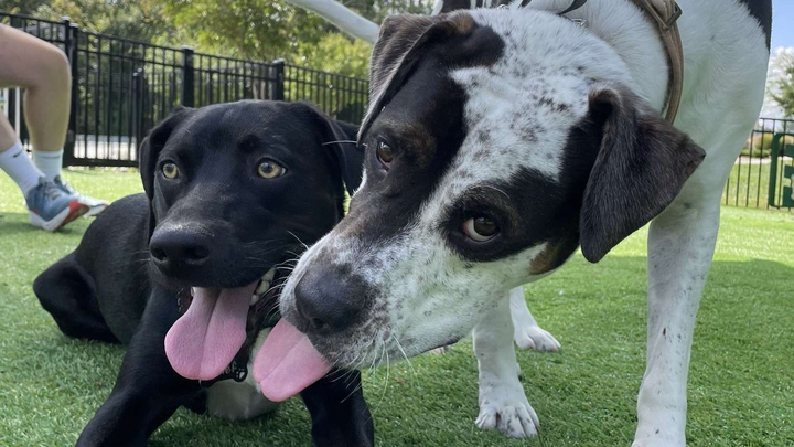 Help Improve Our Play Yards for Shelter Dogs campaign photo, 1 of 7
